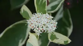 DSC04072.webp