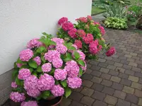 IMG_2037.webp
