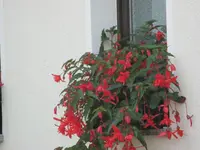 IMG_2481.webp