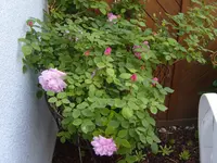 S1031170.webp S1031170.webp