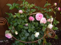 S1031171.webp S1031171.webp