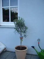 S1031216.webp S1031216.webp