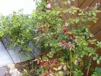 S1031284.webp