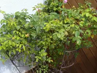 S1031285.webp