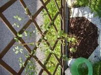 S1031291.webp
