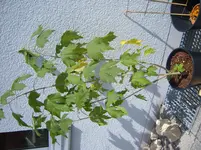 S1031292.webp