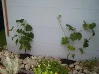S1031294.webp