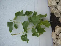 S1031298.webp