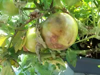 100_6431.webp