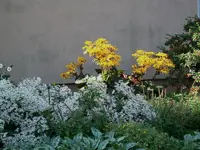 Ligularia.webp