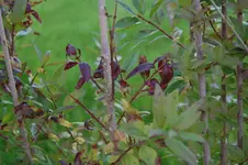 DSC_0028.webp