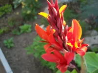 Canna 1.webp