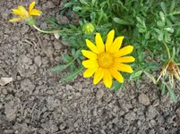 Mittagsblume 4.webp