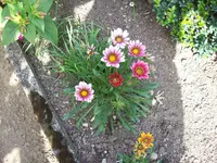 Mittagsblume 1.webp