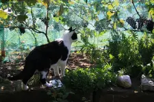 neugieriger Meeko.webp