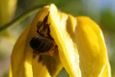 Viticella mit Besucher.webp