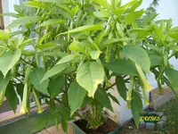 ALIM2522.webp
