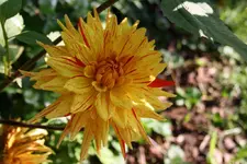 Dahlie.webp