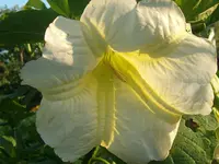 ALIM2524.webp