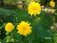 ALIM2530.webp