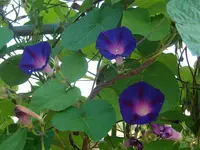 ALIM2532.webp