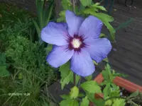 HPIM5393.webp