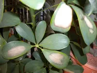 DSCN0399.webp