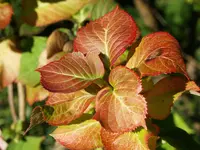 P9065615.webp