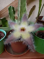 Stapelia.webp