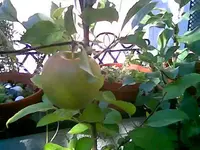 Apfel September.webp