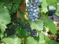 k-DSCF0108.webp