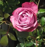 Rose Blue River1.webp