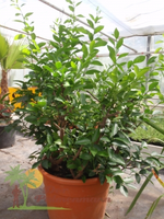 Citrus x meyeri - Meyer´s Zitrone.jpg