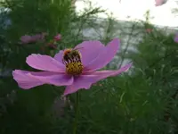 Cosmeenbesuch.webp