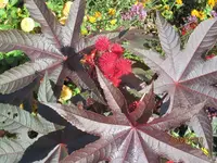 Bild 026.webp