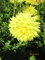 Bild 045.webp