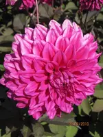 Bild 046.webp