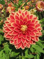Bild 047.webp