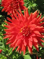 Bild 048.webp