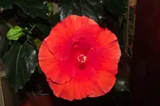 Garten 013.webp