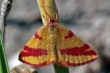 Ampfer Purpurspanner Pitti.webp