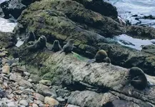 Seals Kaikoura v.webp