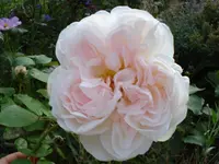 DSC02508.webp