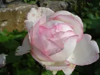 honore de balzac.webp