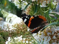 butterfly pics 2.webp