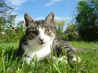 Anton.webp