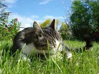 Anton 2.webp