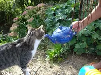 tea time 1.webp