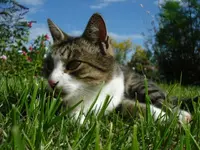Anton 1.webp
