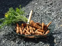carrots.webp
